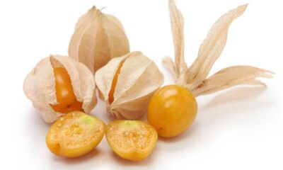 Quanto custa para manter uma planta de physalis dentro de casa