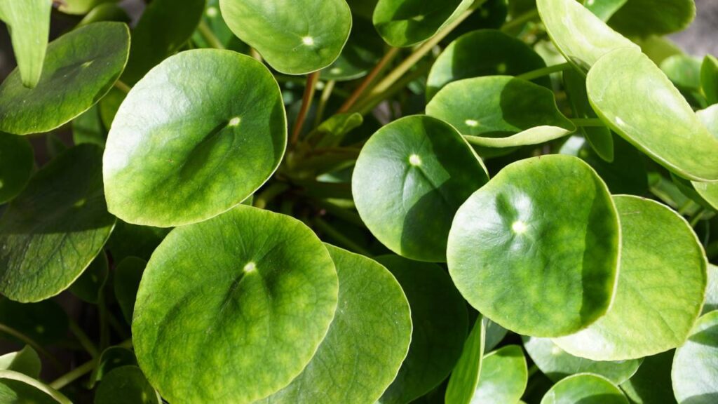 A planta que deixa a casa mais charmosa e ainda rende mudinhas com pouco custo quando o básico está certo