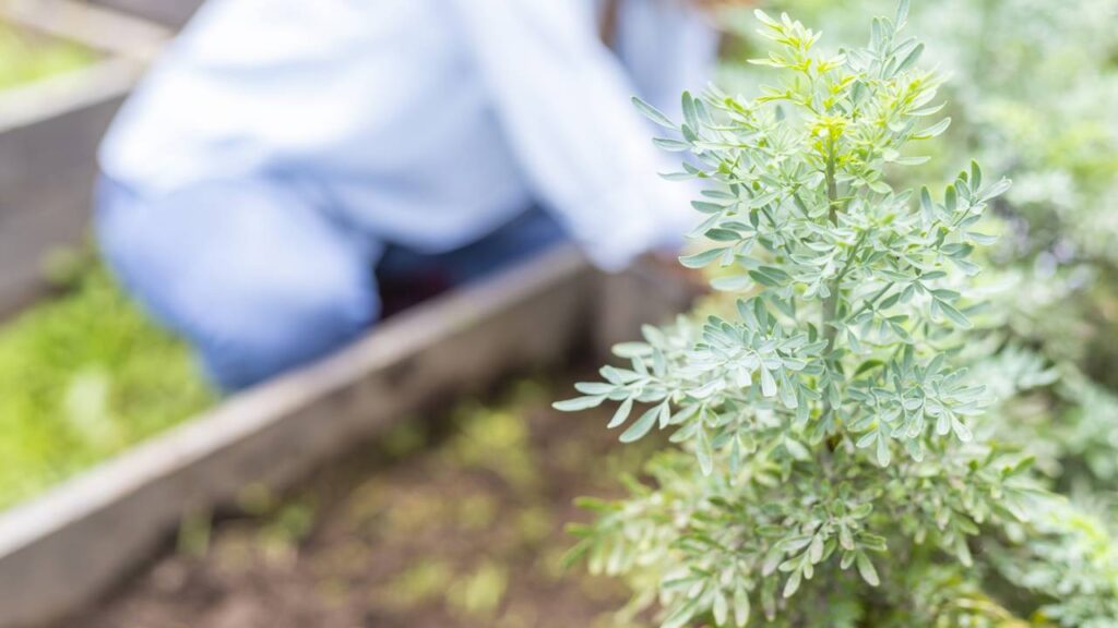 O segredo da arruda para proteger o lar contra insetos e energias ruins e deixar o ambiente mais leve