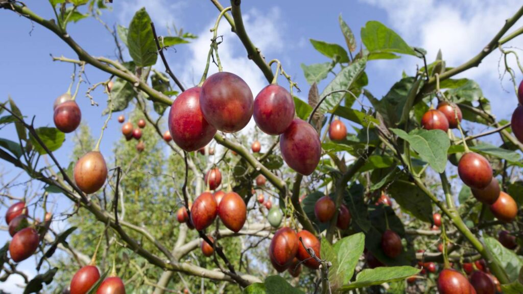 Muita gente planta tamarilho sem saber como adiantar a colheita dos frutos