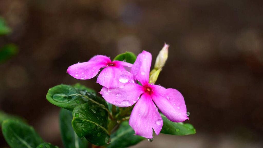 8 plantas para borda de piso externo que valorizam o visual da casa