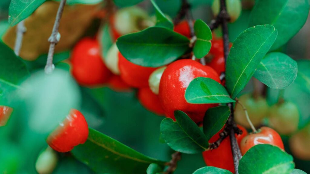 Quem planta acerola percebe que um cuidado simples garante duas colheitas