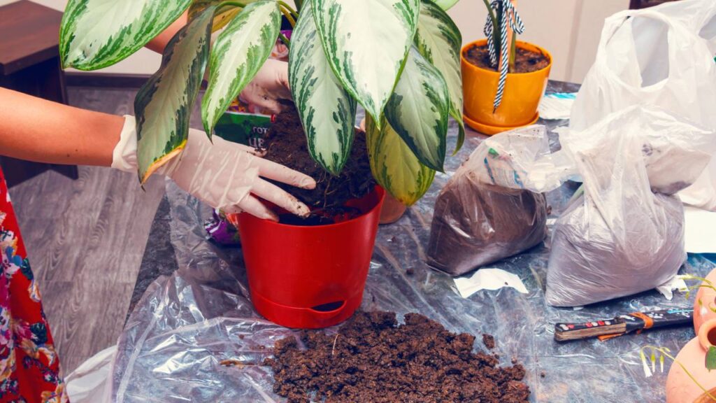 Essa aglaonema quase foi descartada, mas mostrou uma força inesperada