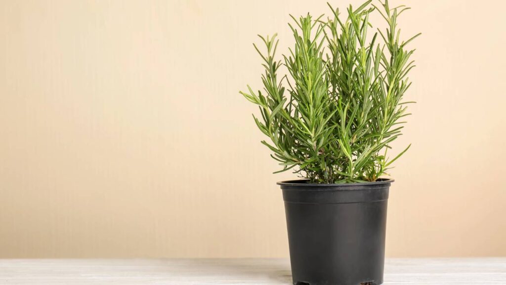 Comecei a plantar alecrim por tédio e acabei descobrindo uma nova paixão que trouxe leveza ao meu dia