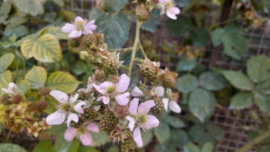 Plantei amora preta por curiosidade e virou minha fruta favorita