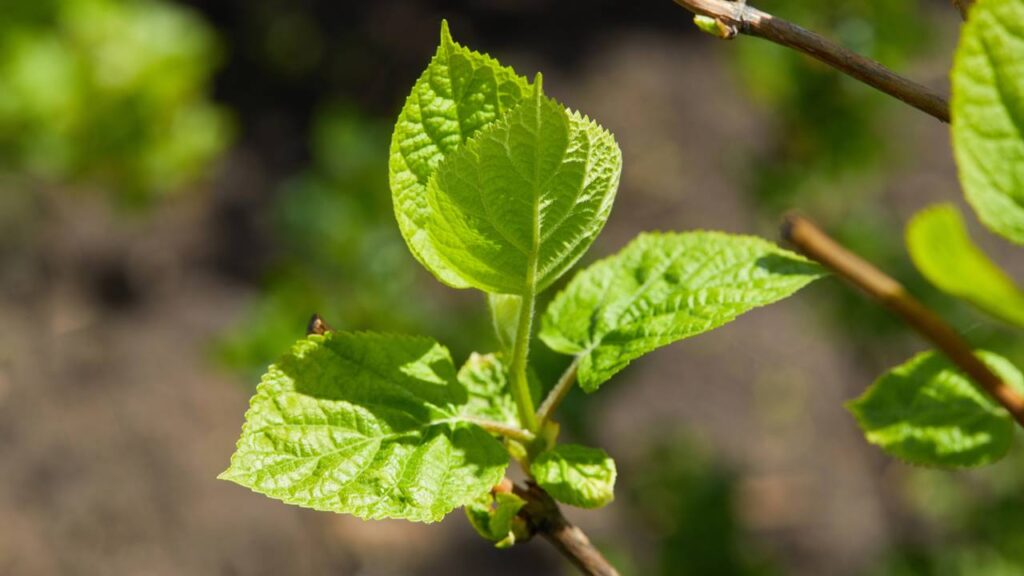 Algumas plantas reagem à poda crescendo mais fortes e rápido