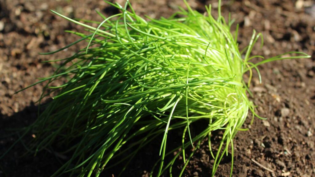 Plantar cebolinha francesa do jeito certo mantém o sabor suave por muito mais tempo
