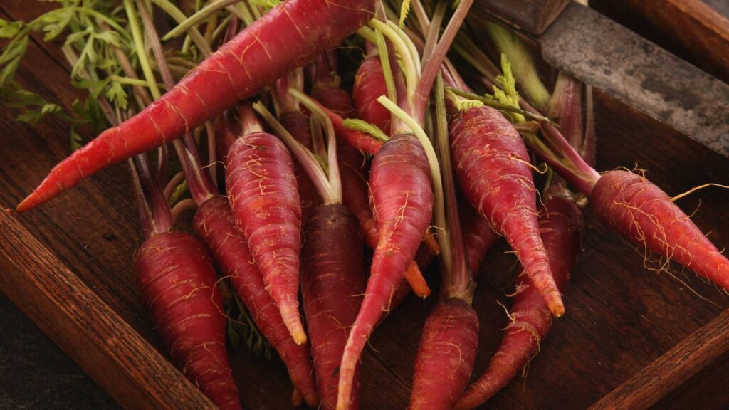 Plantar cenoura roxa não muda só a colheita, muda o canteiro inteiro