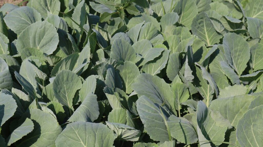 Plantar couve-flor do jeito certo faz diferença na firmeza das cabeças