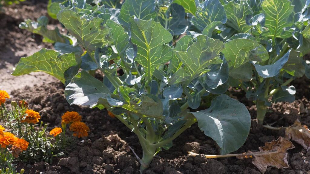 Como plantar couve-manteiga sem sementes usando uma estaca simples que brota rápido e cresce com facilidade