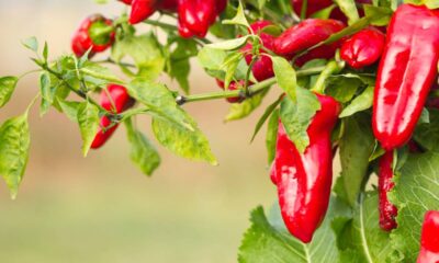 Apenas 1 colher desse ingrediente natural ajuda a pimenteira a florir mais e ficar mais vigorosa