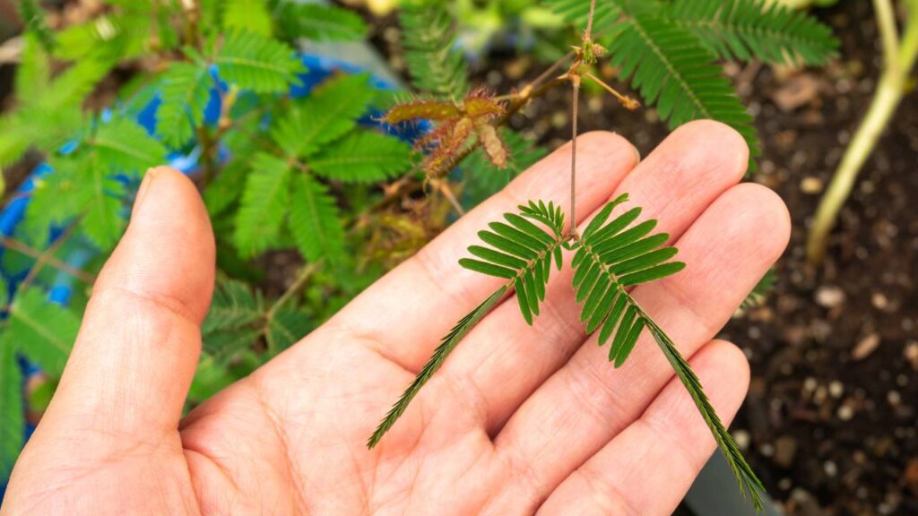 Quando você toca nessa planta, ela reage quase instantaneamente