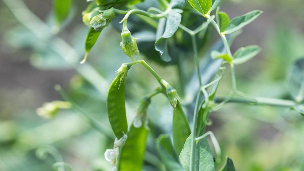 Plantar ervilha do jeito comum nem sempre garante o melhor resultado