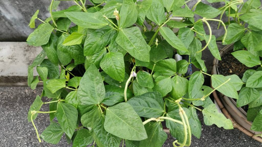 O feijão de corda guarda um efeito curioso que transforma o solo