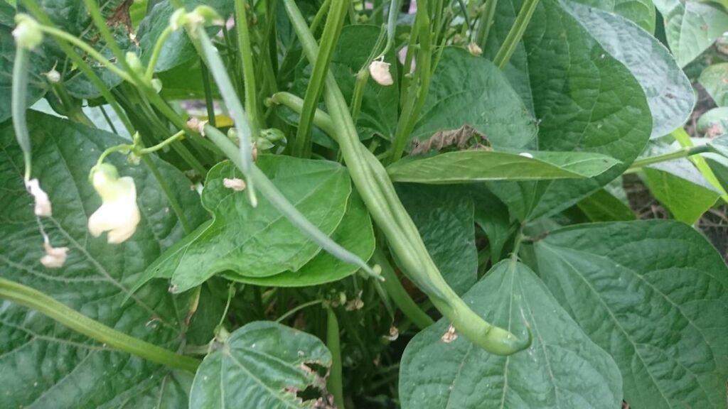 Como plantar feijão-vagem e colher em 50 dias