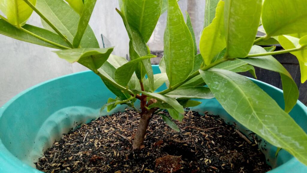 Goiaba vermelha: como plantar e acelerar a colheita para ter frutos doces muito antes do esperado