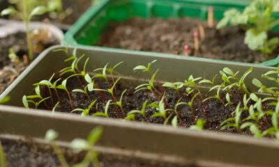 Pequenos erros no dia a dia podem acabar com sua horta sem aviso