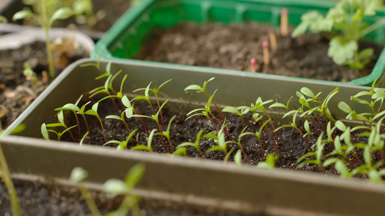 Pequenos erros no dia a dia podem acabar com sua horta sem aviso