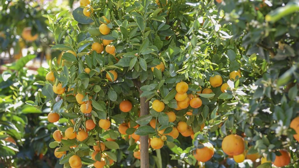 Algo no cuidado da laranja-lima muda totalmente a aparência das folhas