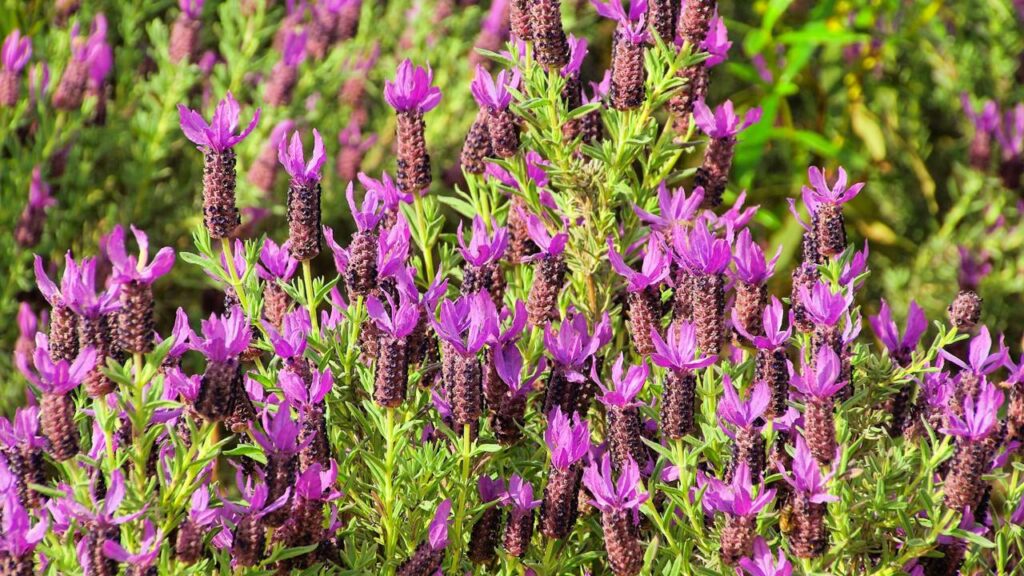 Plantar lavanda francesa do jeito certo ajuda a perfumar todo o ambiente