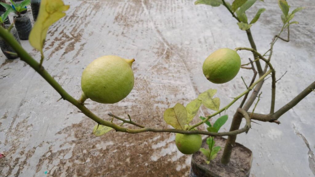 Limão-taiti em casa: como plantar e obter limões mais cheios de suco com poucos cuidados