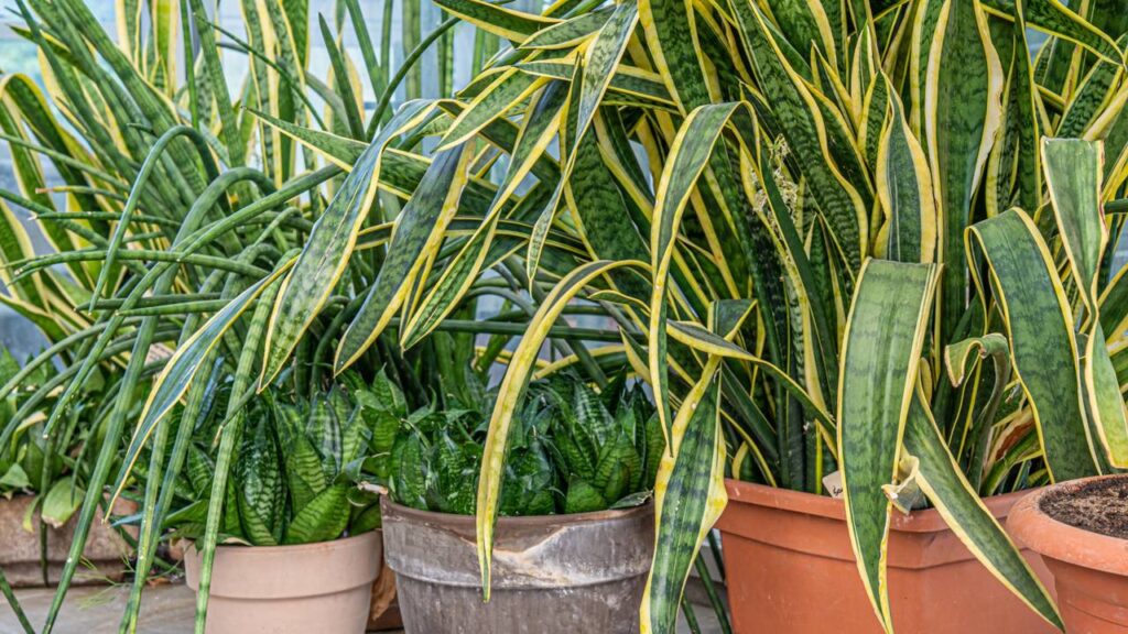 Há um motivo para usar vinagre quando regar a língua de sogra