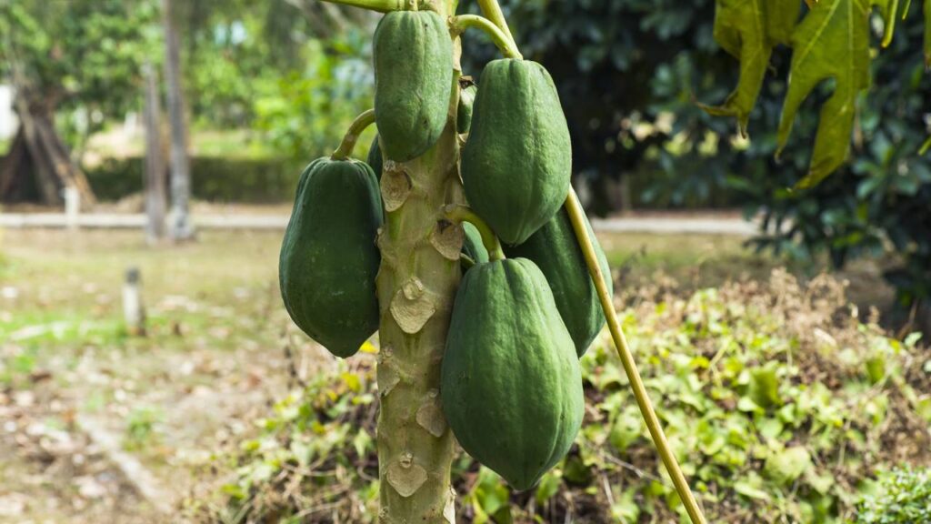 Como cultivar mamão formosa e estimular a frutificação antes do período esperado