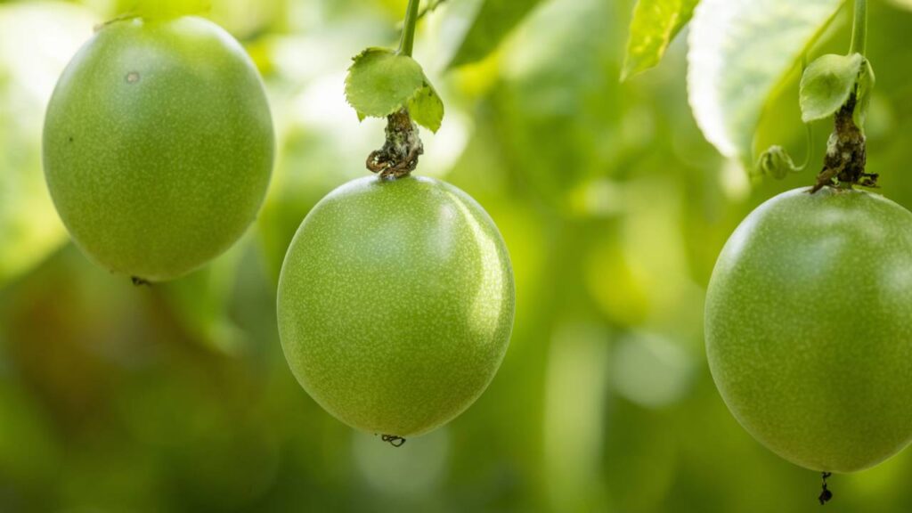 Como fazer o maracujá dar frutos em menos tempo usando poda leve