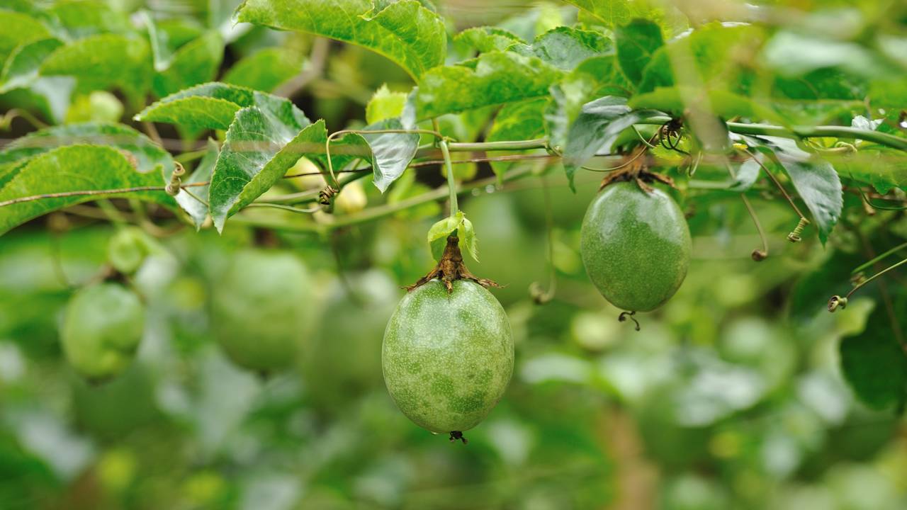 Como plantar maracujá do começo ao fim e ter uma planta forte, produtiva e cheia de frutos em casa