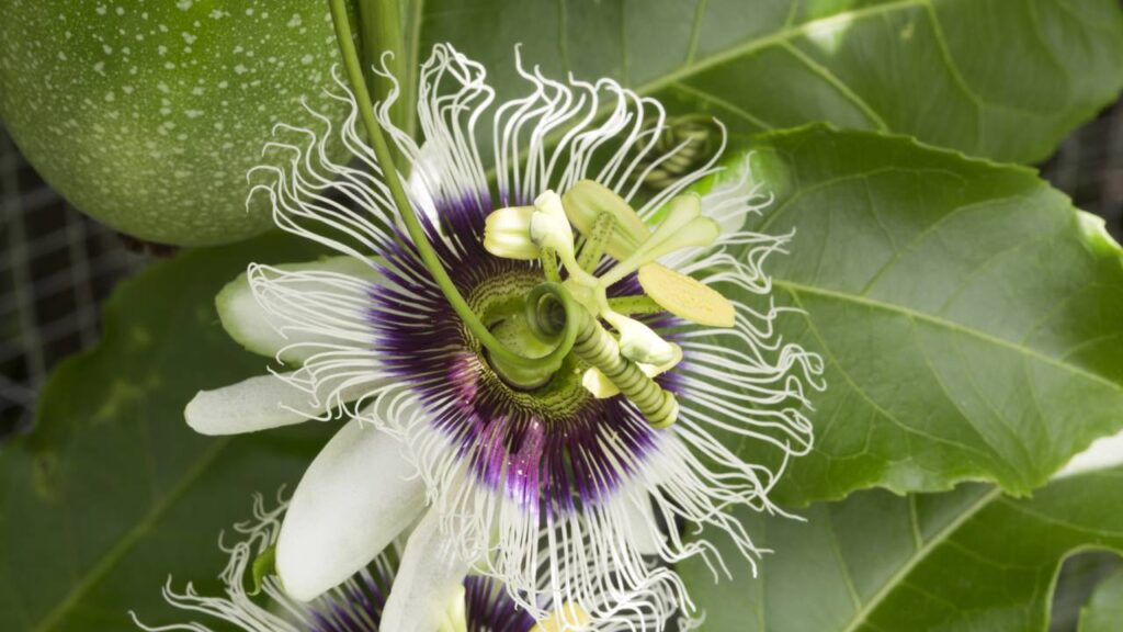 Como plantar maracujá do começo ao fim e ter uma planta forte, produtiva e cheia de frutos em casa
