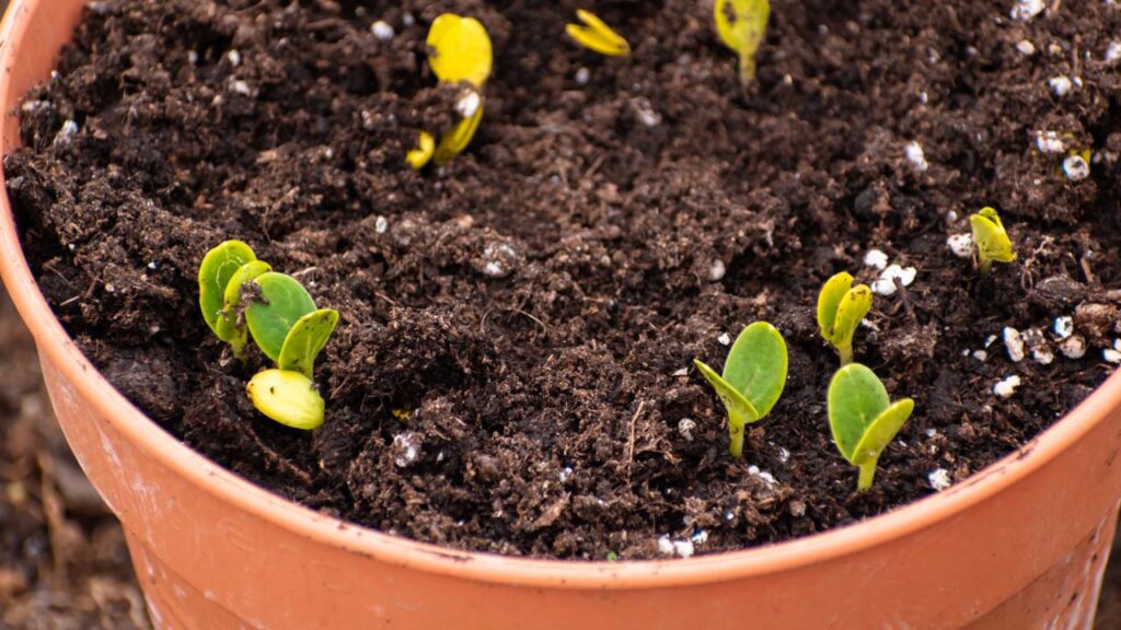 Plantar melancia-anã em vaso grande é possível com alguns cuidados simples