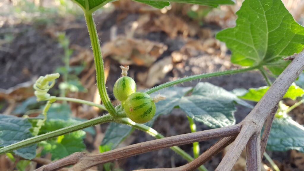 Como plantar melão e perceber uma diferença clara no sabor dos frutos