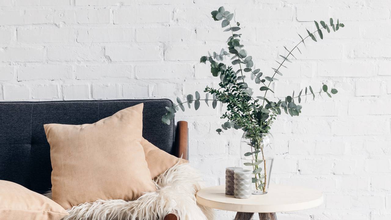 Plantas para sala pequena que decoram sem ocupar espaço e deixam o ambiente mais vivo