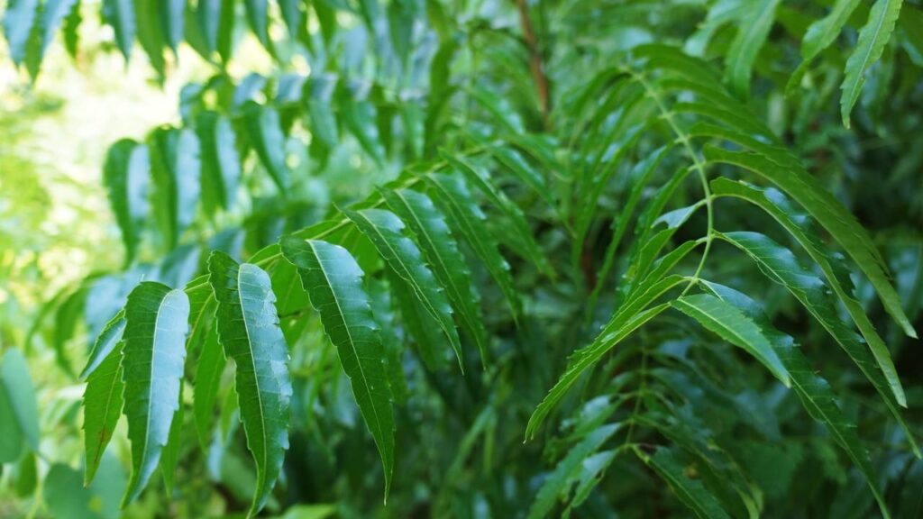 O neem é conhecido por provocar um efeito curioso contra várias pragas ao mesmo tempo
