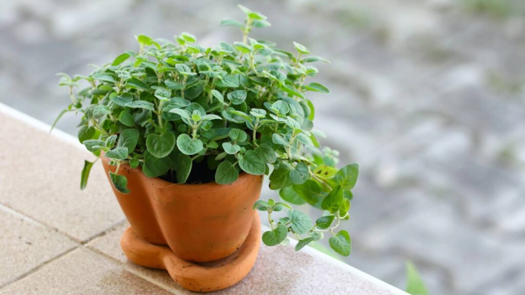 Plantar essa erva por hobby acabou mudando minha rotina mais do que eu imaginava