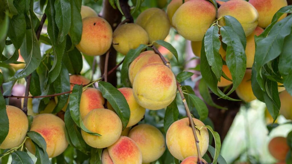 Plantar pêssego em regiões quentes é possível quando alguns cuidados são respeitados