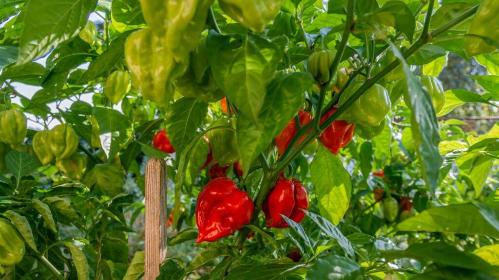 Plantar pimenta-de-cheiro do jeito certo ajuda a produzir frutos o ano todo