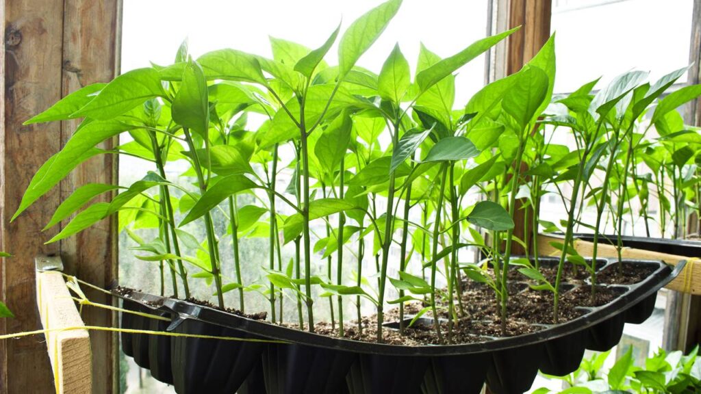 Como plantar pimenta biquinho e colher em menos tempo usando cuidados simples que aceleram o crescimento