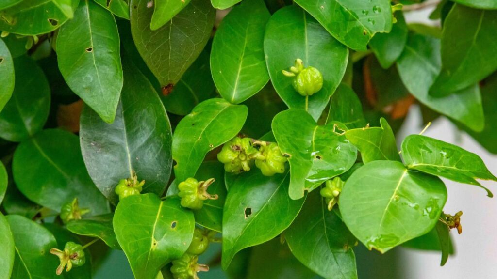 A pitangueira que plantei virou meu refúgio silencioso e me ajudou a passar por dias difíceis