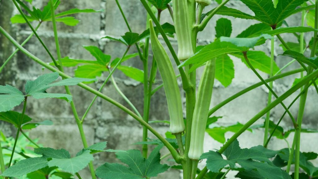 Como plantar quiabo e evitar que ele atraia pragas desde o começo