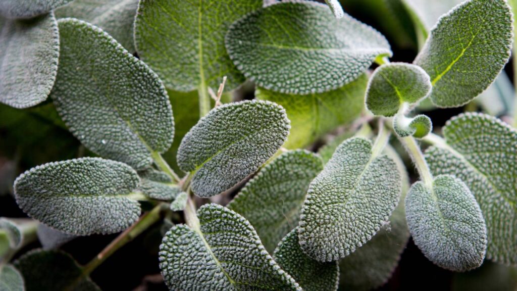 Plantar sálvia do jeito certo evita folhas secas e sem vigor