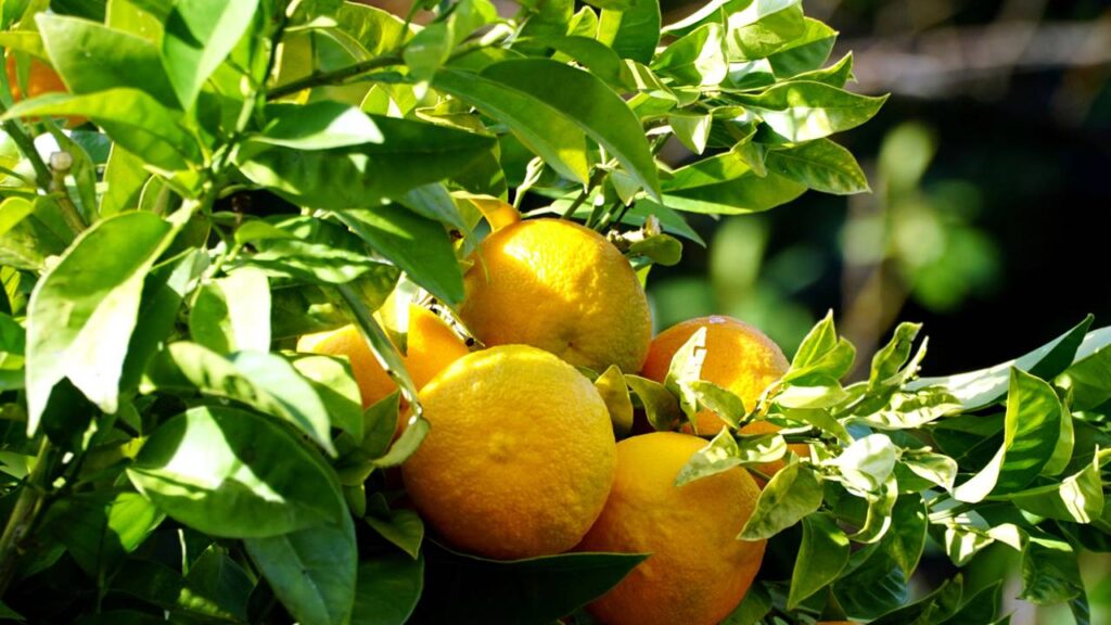 Esse cuidado simples faz diferença na floração da tangerina murcote