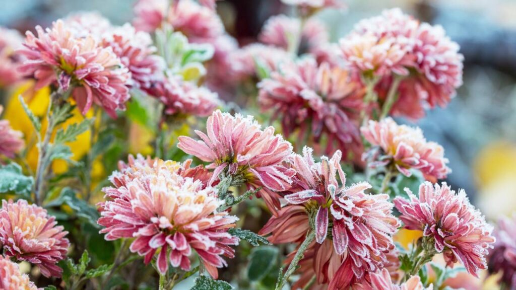 O que acontece com as plantas quando a temperatura despenca e o frio chega de repente no jardim