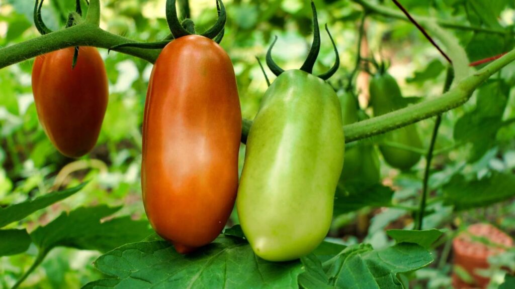 Plantar tomate italiano do jeito certo ajuda a manter a produção por muito mais tempo
