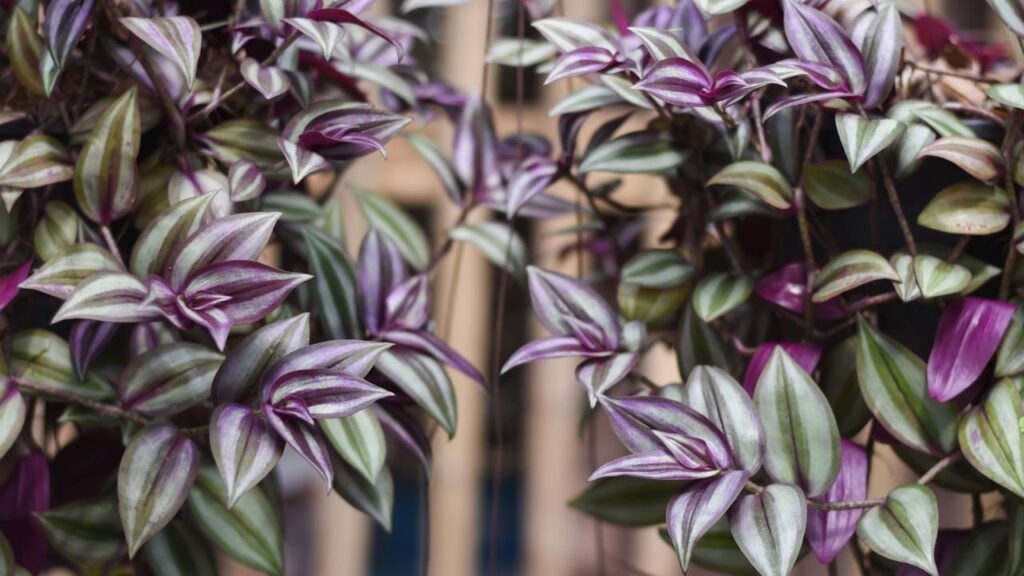 Ela nasceu sozinha no quintal e, com o tempo, virou símbolo de sorte
