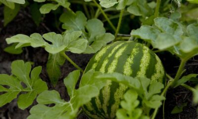 Melhor forma de plantar melancia em casa e aumentar as chances de colher frutos doces