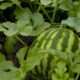 Melhor forma de plantar melancia em casa e aumentar as chances de colher frutos doces