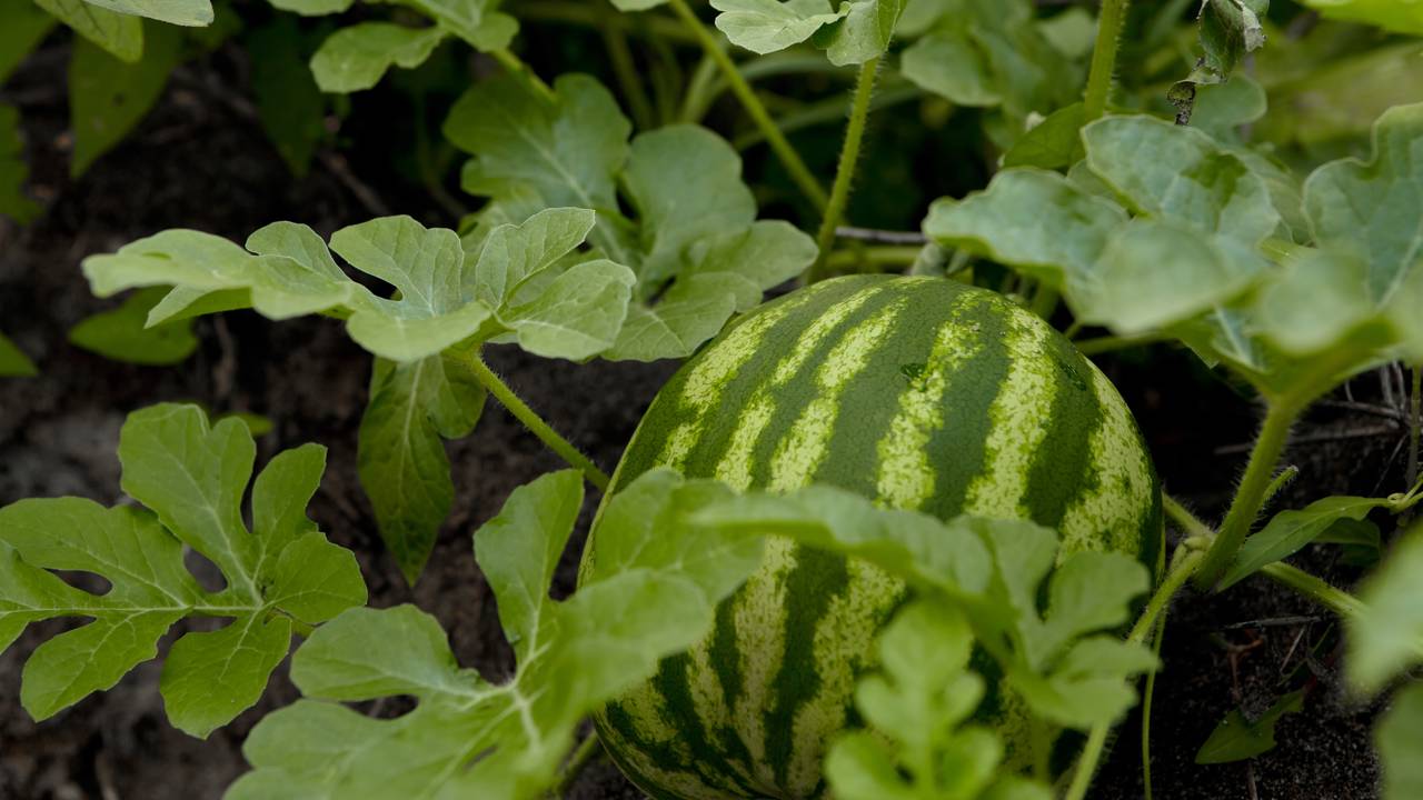 Melhor forma de plantar melancia em casa e aumentar as chances de colher frutos doces