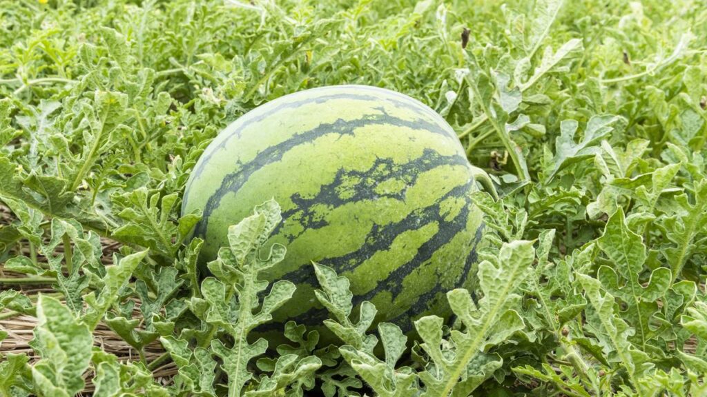 Melhor forma de plantar melancia em casa e aumentar as chances de colher frutos doces