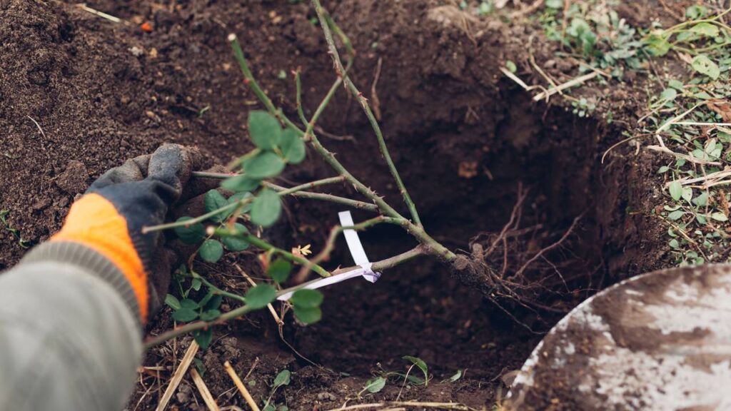 A emoção de plantar uma roseira para minha avó e ver a primeira flor surgir no dia em que ela faria aniversário
